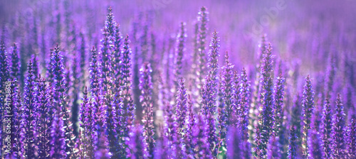 Banner with purple decorative sage flowers field. Beautiful summer garden violet floral bloom background. Salvia Bumbleberry, Woodland Sage. Selective focus. 