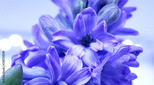 Hyacinthus, purple color flower bud, macro