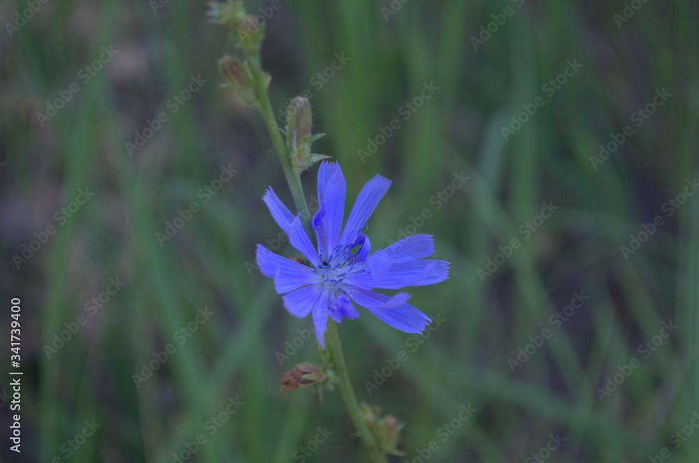 Fototapeta premium Blue flower of common chicory Cichórium íntybus