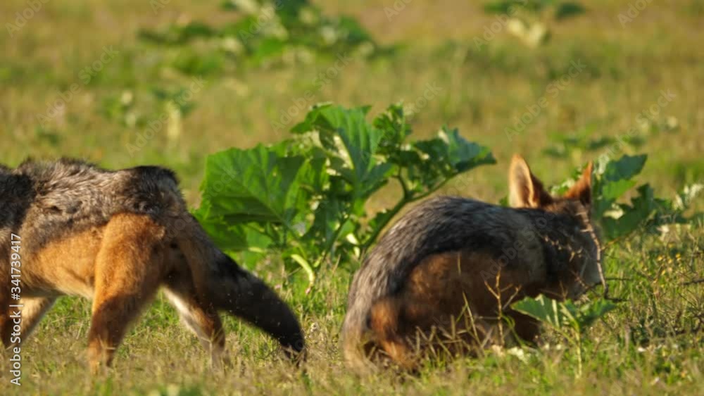 Two black-backed Jackal fight over territory in Savanna, tracking shot Two black-backed Jackal fight over territory in Savanna, tracking shot