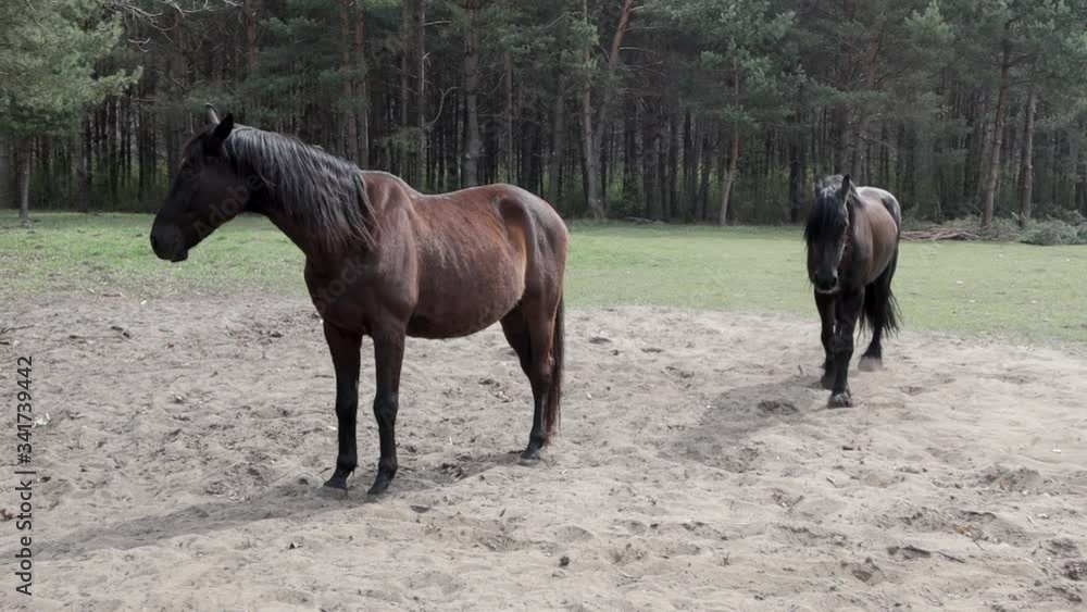 Imposing brown horse standing in the field of a ranch which is then joined by another equine with a beautiful mane and goes straight to the Canara in slow motion Imposing brown horse standing in the field of a ranch which is then joined by another equine with a beautiful mane and goes straight to the Canara in slow motion