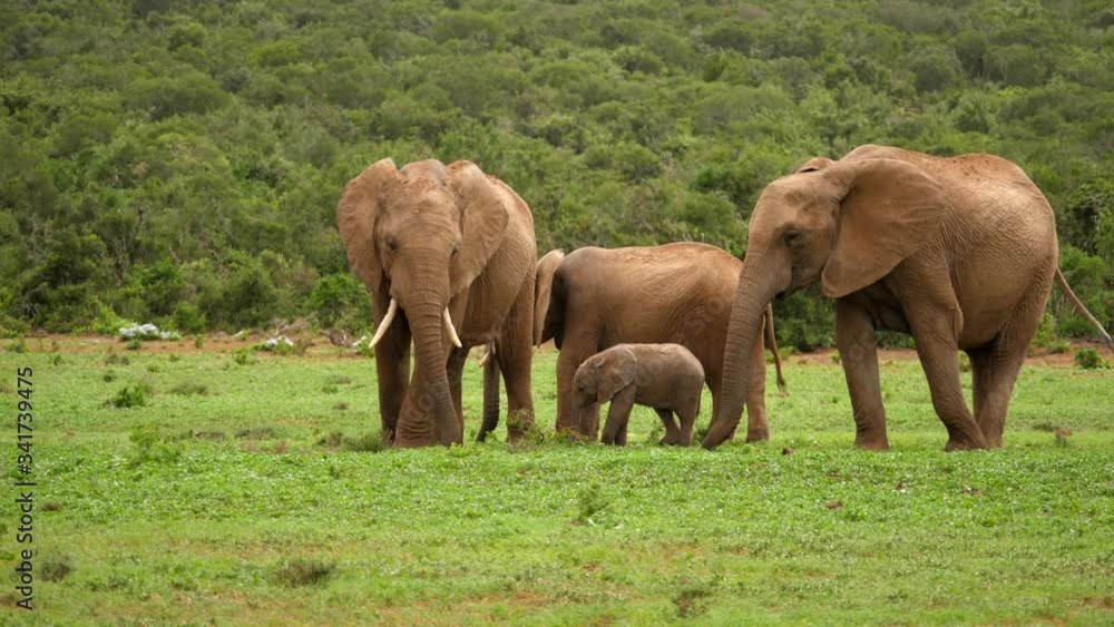 Diverse size group of African Elephants, baby near large female, Addo Park Diverse size group of African Elephants, baby near large female, Addo Park