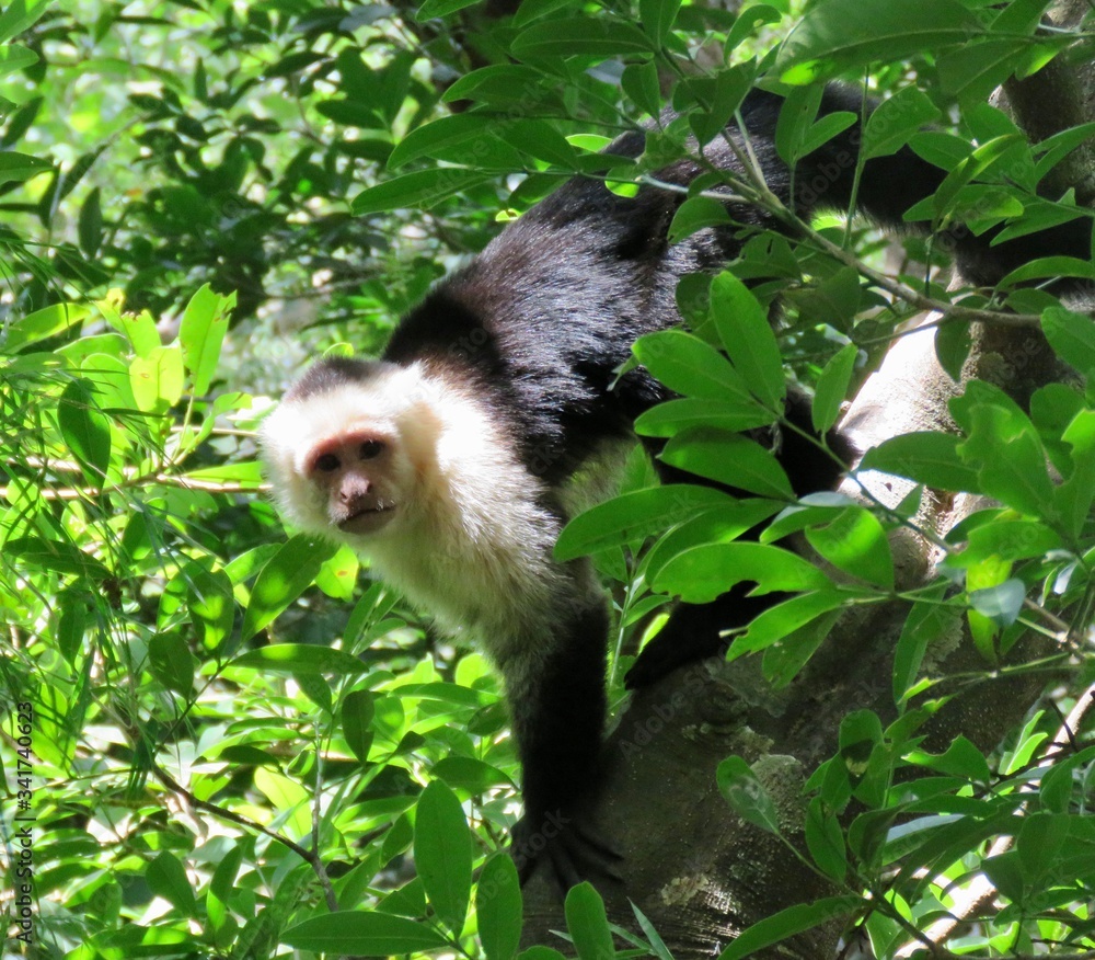 capuchin monkey looking at camera capuchin monkey looking at camera