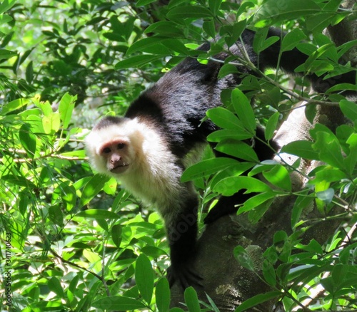 capuchin monkey looking at camera