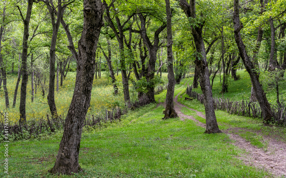 Walnut Forest Arslanbob Kyrgyzstan Walnut Forest Arslanbob Kyrgyzstan