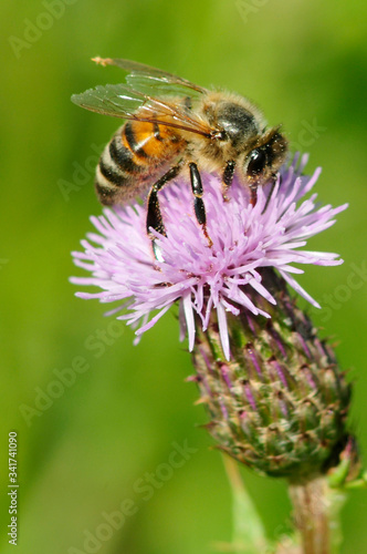 honey bee collecting pollen from thistle flower head