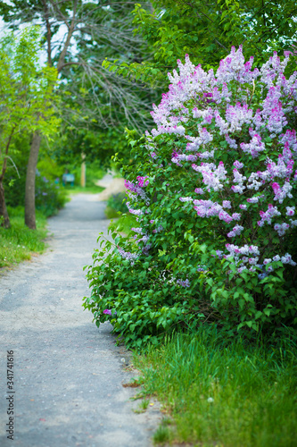 Fototapeta Naklejka Na Ścianę i Meble -  path in the garden