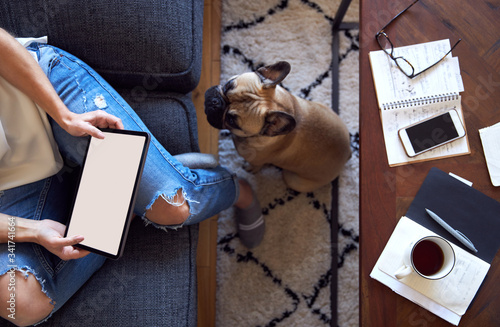 French Bulldog watching female work on laptop. © Southworks