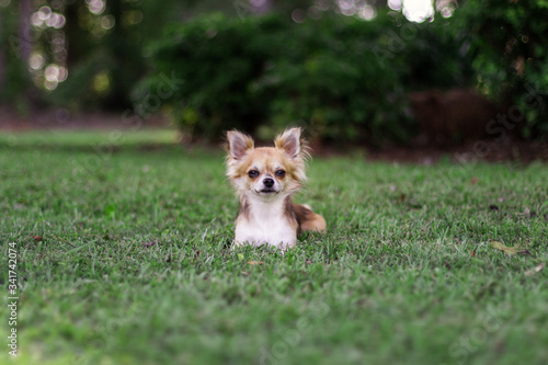 Little puppy sits on green grass and looks around. Brown American chihuahua is relaxing in park. Little dog lies on green grass on summer day © Liudmila
