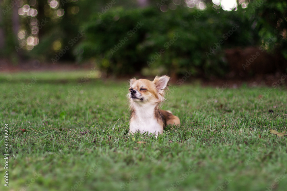 Little puppy sits on green grass and looks around. Brown American chihuahua is relaxing in park. Little dog lies on green grass on summer day