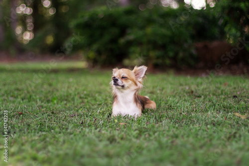 Little puppy sits on green grass and looks around. Brown American chihuahua is relaxing in park. Little dog lies on green grass on summer day © Liudmila