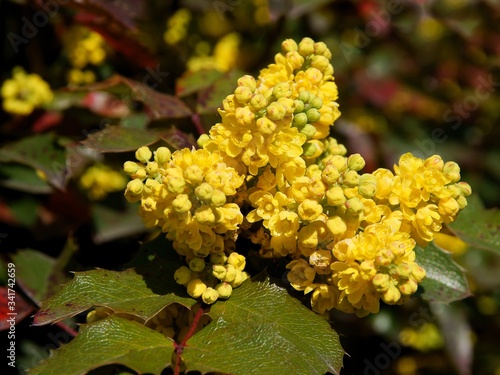 yellow flowers of oregon-grape bush at spring close up