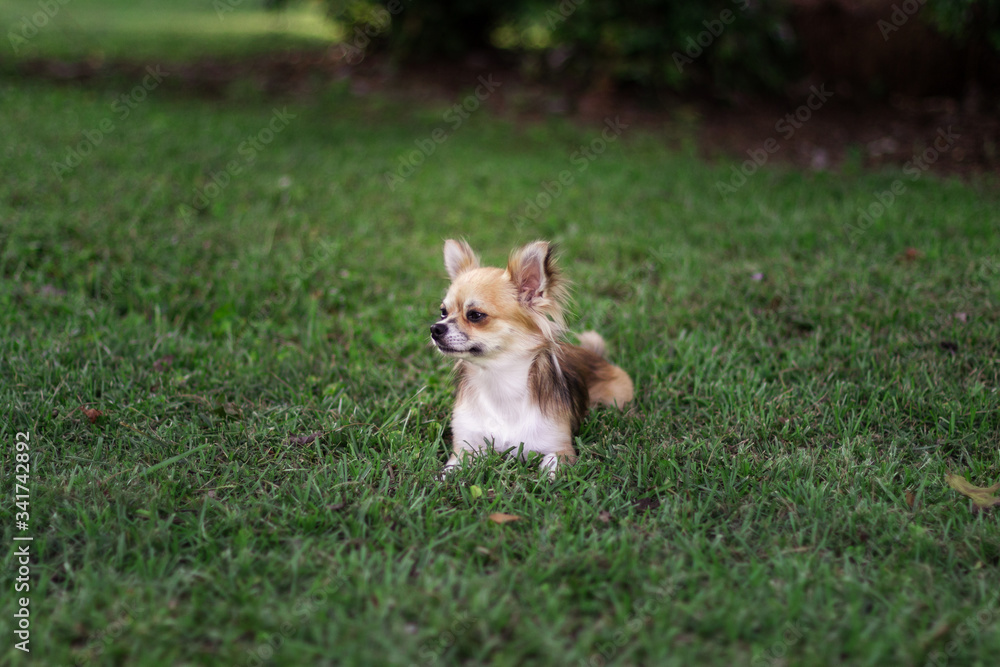 Little puppy sits on green grass and looks around. Brown American chihuahua is relaxing in park. Little dog lies on green grass on summer day Little puppy sits on green grass and looks around. Brown American chihuahua is relaxing in park. Little dog lies on green grass on summer day