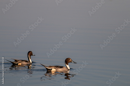 Northern pintail ducks on the lake