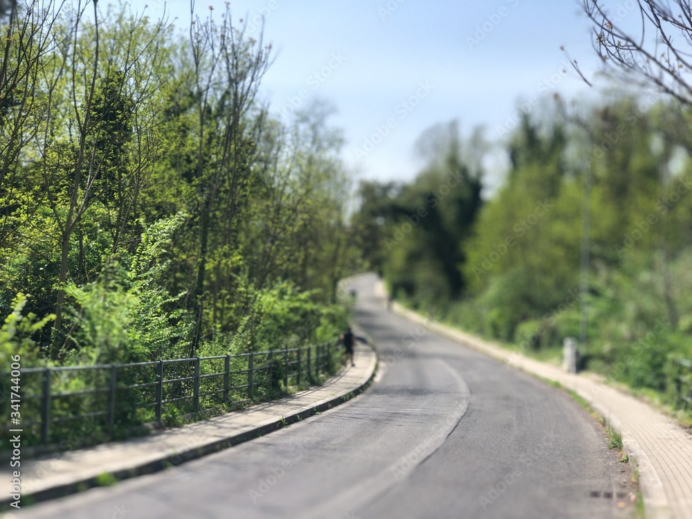 single road in forest covered with trees producing wonderful natural effects in rome italy single road in forest covered with trees producing wonderful natural effects in rome italy