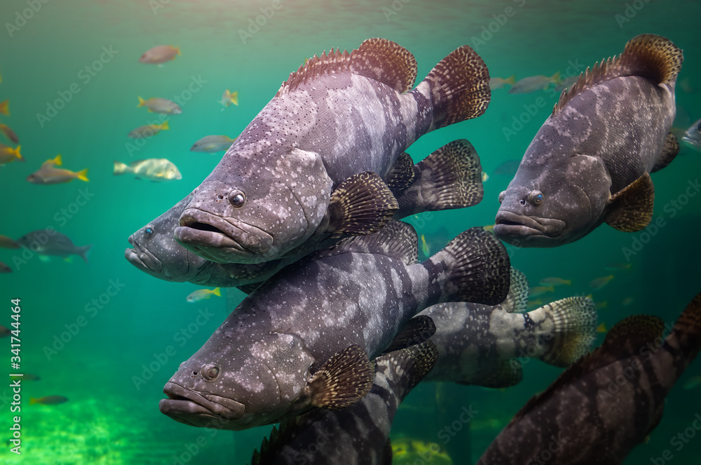Giant grouper or brown spotted grouper fish.