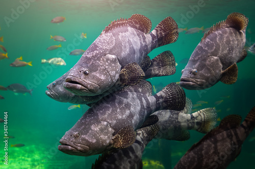 Obraz na płótnie Giant grouper or brown spotted grouper fish. w salonie