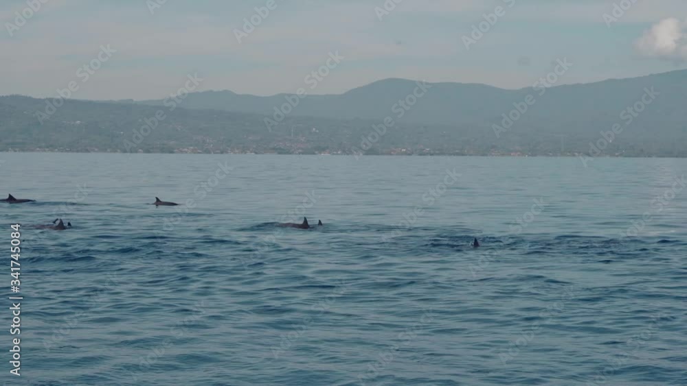 Stenellalongirostris dolphins jumping out of the water Stenellalongirostris dolphins jumping out of the water