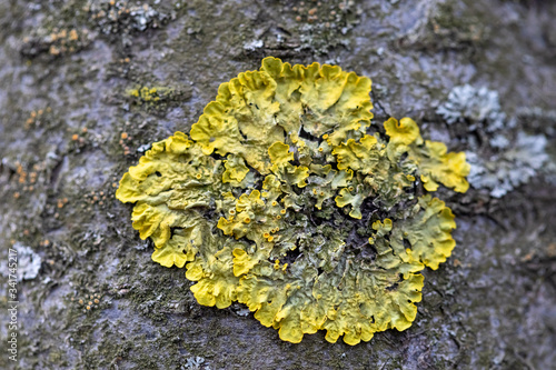 Xanthoria - a genus of lichens. On the bark of a tree. Parasitic lichen.