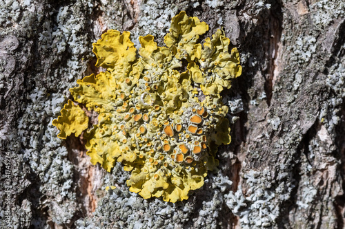 Xanthoria - a genus of lichens. On the bark of a tree. Parasitic lichen. © ksubogdanova