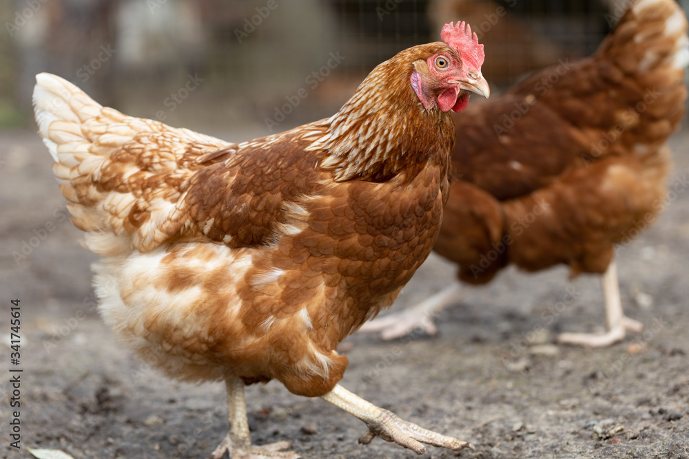Fototapeta premium Huhn in Freilandhaltung