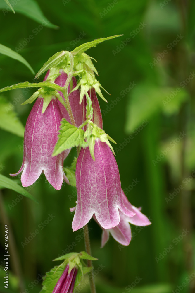 Pink campanula punctata flowers, spotted bellflower, Chinese rampion Pink campanula punctata flowers, spotted bellflower, Chinese rampion
