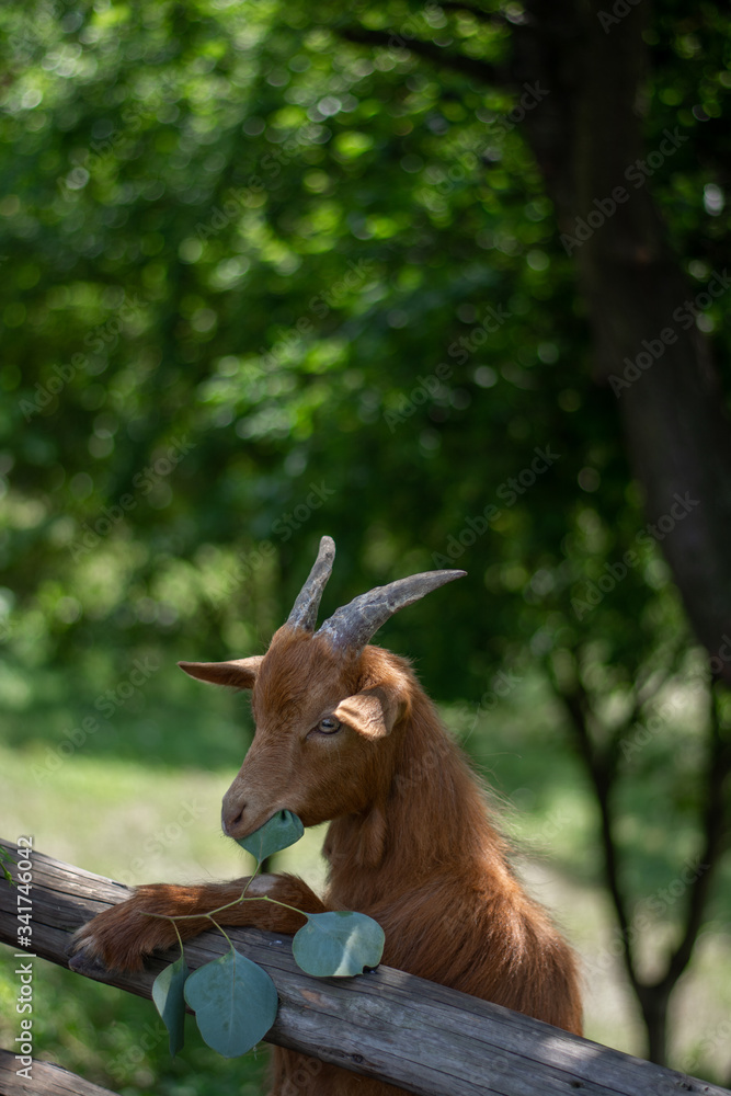 Fototapeta premium goat on the farm eating eucaliptus