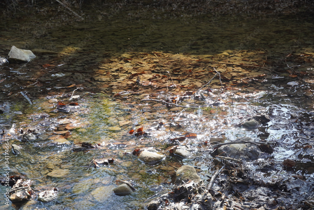 Fototapeta premium Natural spring in a forest 