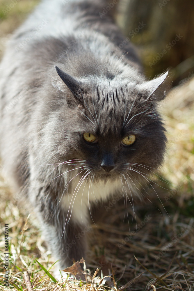 Domestic grey cat on a small farm in Ontario, Canada. Domestic grey cat on a small farm in Ontario, Canada.