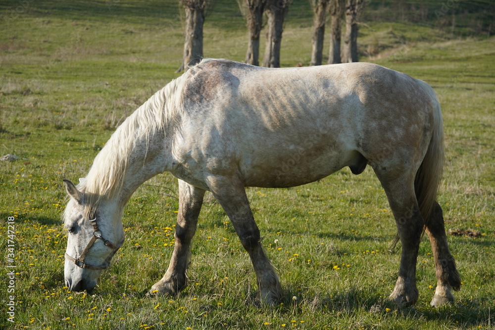 Obraz premium Horses near a forest 