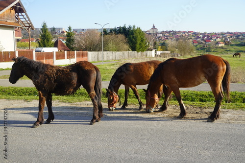 Horses near a forest 