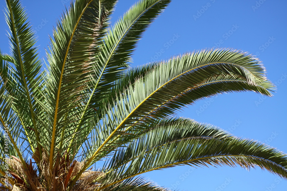Obraz premium palm tree leaves