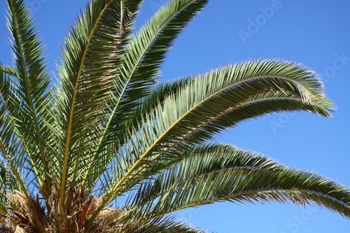 palm tree leaves © Pawel