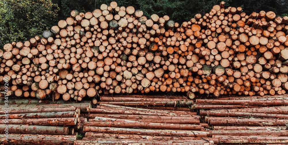 Woodpile of freshly harvested pine logs on a forest road. Trunks of trees cut and stacked in the foreground, forest in the background. Wood patern background. Ecological problem.