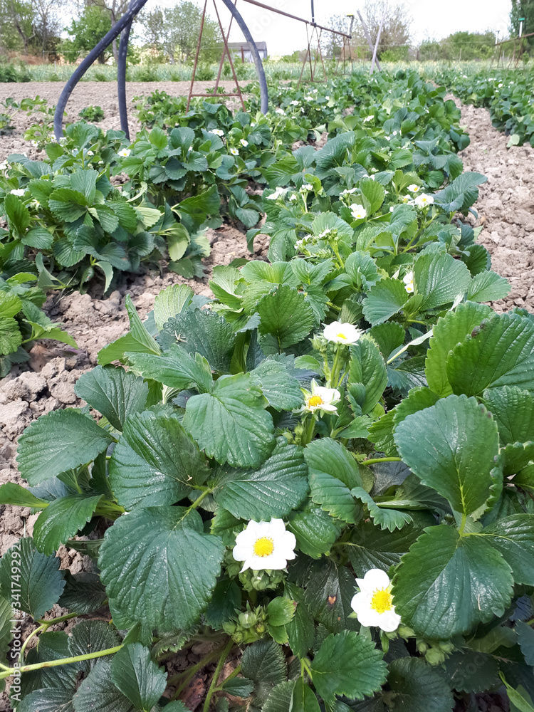 Flowering strawberry bushes in garden. Strawberry bed. Flowering strawberry bushes in garden. Strawberry bed.
