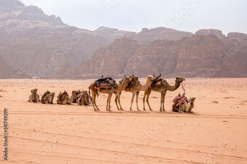 Camel caravan at a halt in the Wadi Rum desert in Jordan