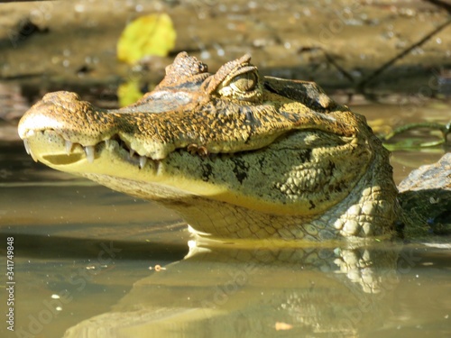 caiman in the jungle
