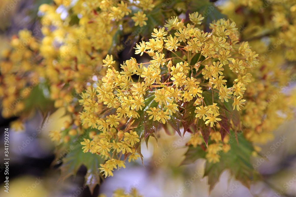 Blooming Acer platanoides in spring in the Park Blooming Acer platanoides in spring in the Park