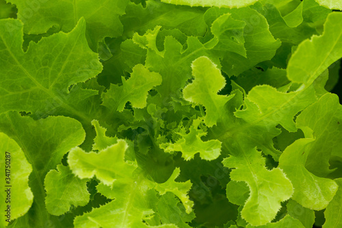 Background of green lettuce seedlings ,Salad background. XXXL,Salad lettuce close-up background 