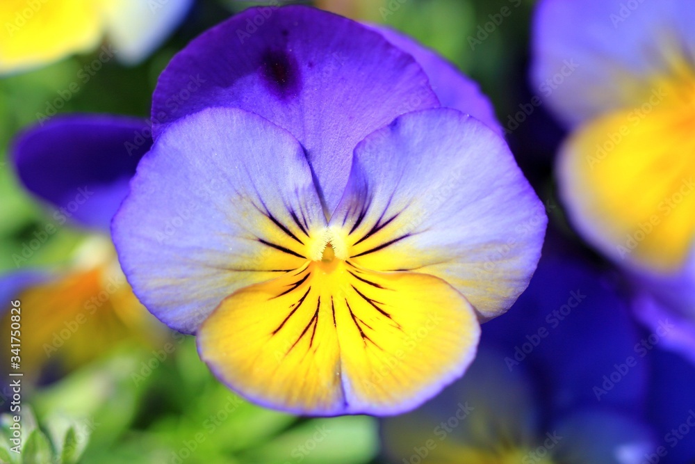 Blue pansies in the Park in spring Blue pansies in the Park in spring