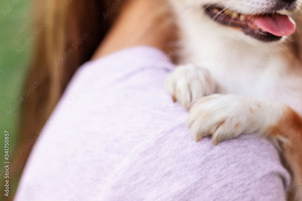 A small dog sits on the girl’s shoulder and puts his paws on his shoulder. Girl with long blonde hair holds on the shoulder of a small chihuahua A small dog sits on the girl’s shoulder and puts his paws on his shoulder. Girl with long blonde hair holds on the shoulder of a small chihuahua