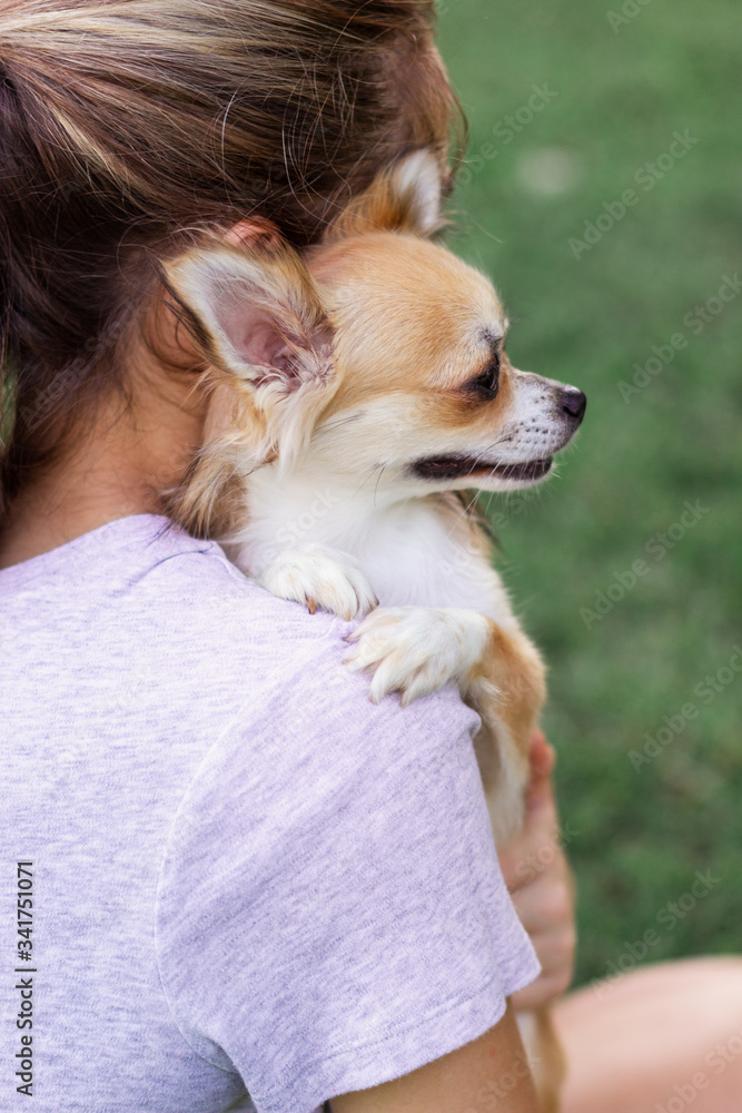 A small dog sits on the girl’s shoulder and puts his paws on his shoulder. Girl with long blonde hair holds on the shoulder of a small chihuahua A small dog sits on the girl’s shoulder and puts his paws on his shoulder. Girl with long blonde hair holds on the shoulder of a small chihuahua