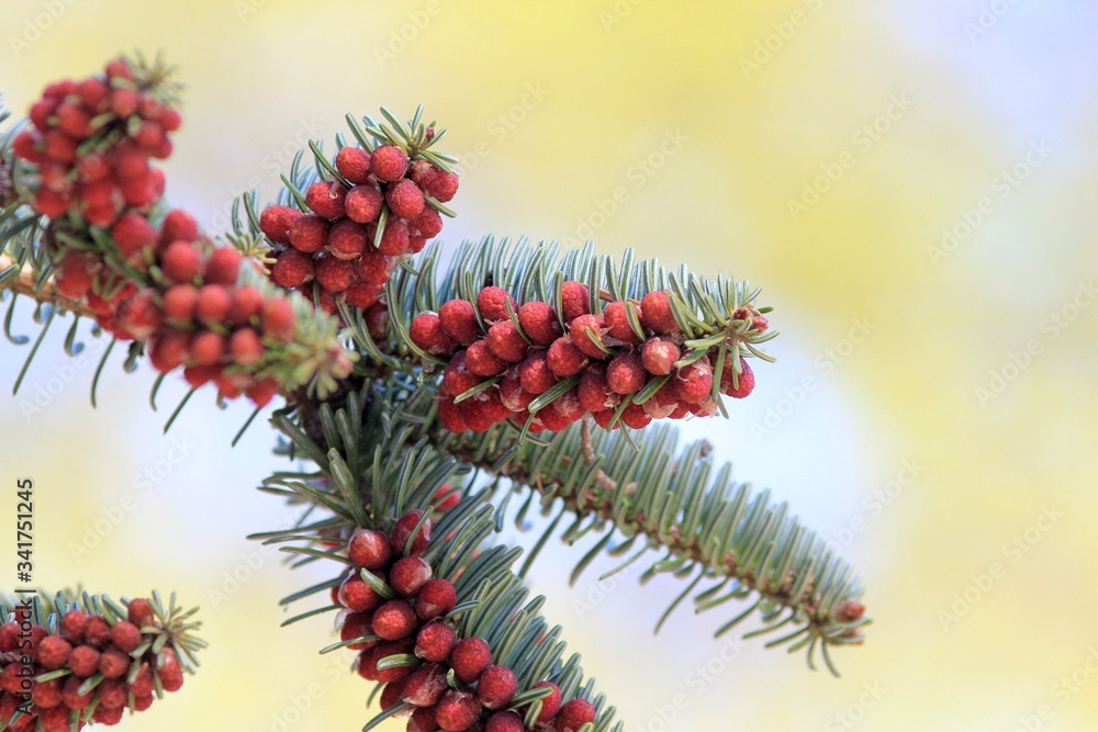 Young cones on a branch of a fir tree Young cones on a branch of a fir tree