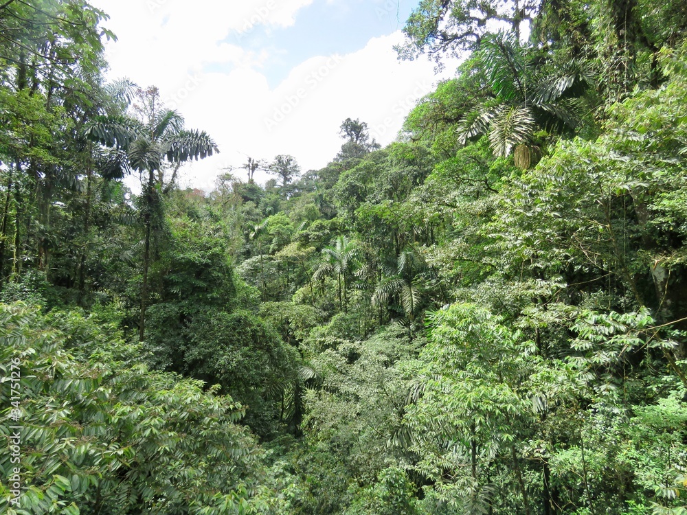 green forest in the mountains of costa rica