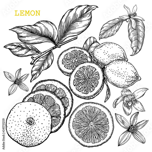 Hand-drawn lemons set isolated on white background. Whole and half lemon, sliced slices. Tropical fruits, flowers and leaves of lemon tree in engraved style. 