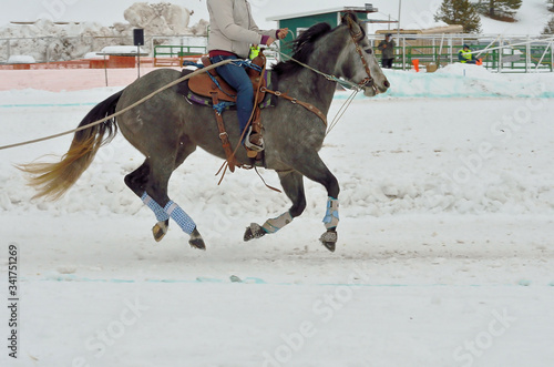 Horse gallops over snow during a skijoring competition has cleats on its shoes.