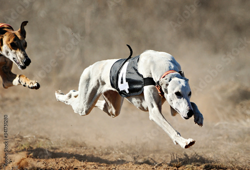 Greyhounds running 