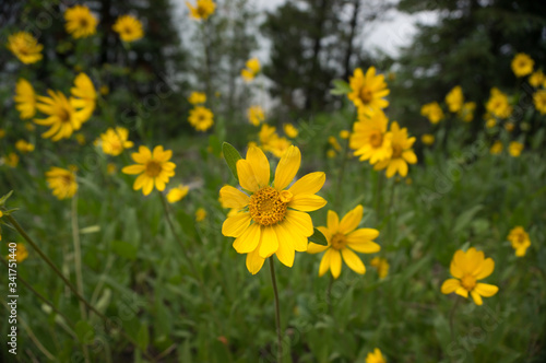 Field of Flowers