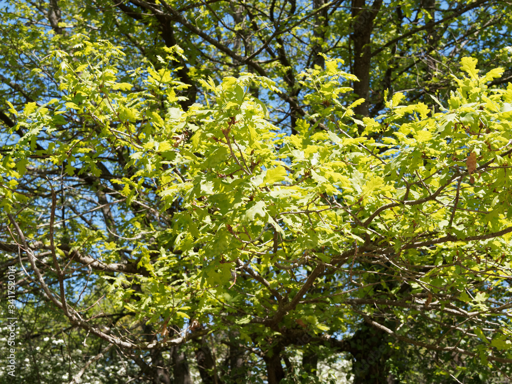 (Quercus robur) Chêne pédonculé à branches tortueuses, rameaux lisses brun vert au feuillage vert-jaune à vert foncé (Quercus robur) Chêne pédonculé à branches tortueuses, rameaux lisses brun vert au feuillage vert-jaune à vert foncé