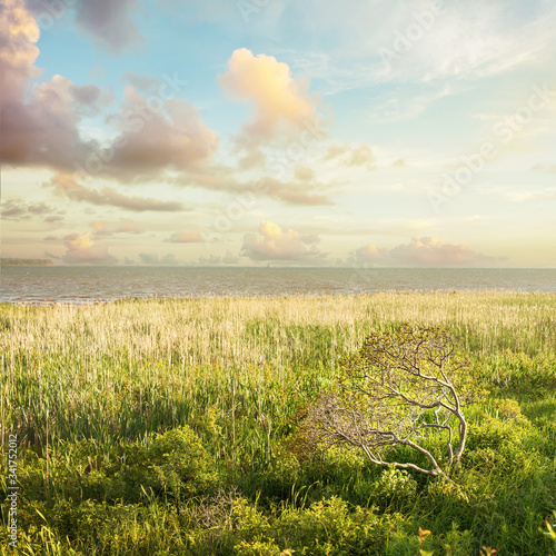 A small knarled tree in a golden hour landscape looking out to sea. photo